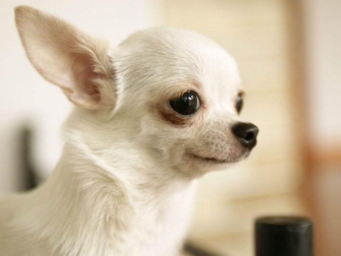 chihuahua1 666x500 - Giống chó Chihuahua