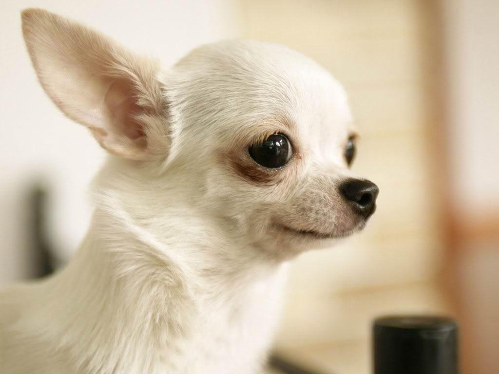 chihuahua1 - Giống chó Chihuahua