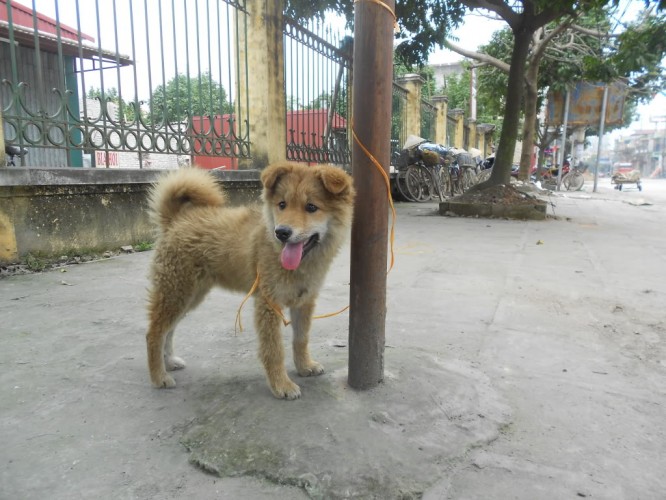 cho bac ha 1 666x500 - Chó Bắc Hà - một trong bốn giống chó đẹp nhất Việt Nam
