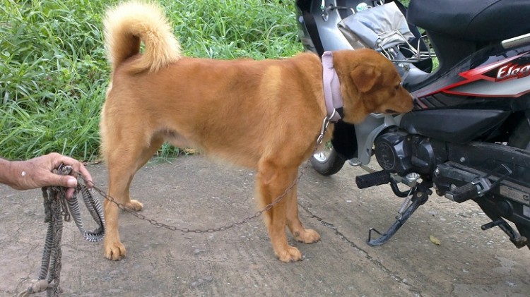 cho bac ha 2 750x421 - Chó Bắc Hà - một trong bốn giống chó đẹp nhất Việt Nam