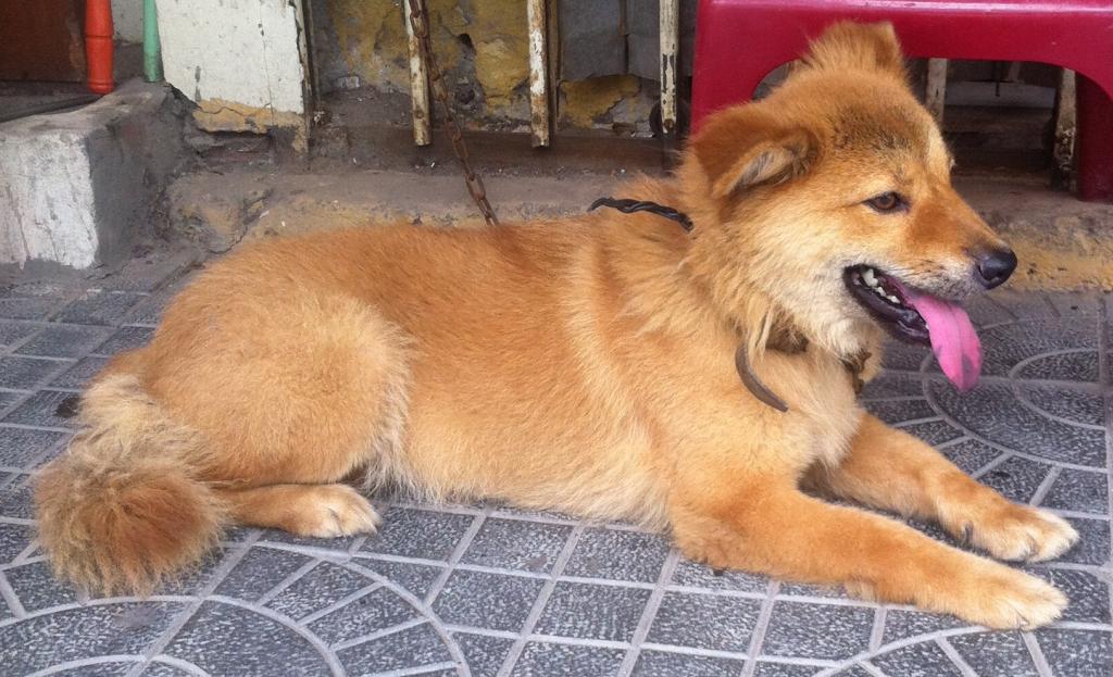 cho bac ha 3 - Chó Bắc Hà - một trong bốn giống chó đẹp nhất Việt Nam