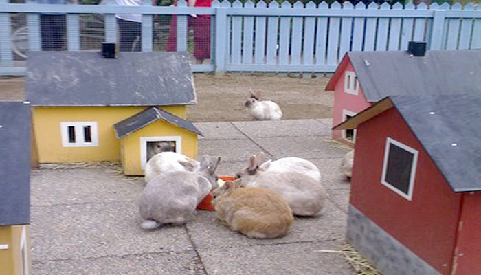Tho nha 4 - Thỏ nhà – những con thú cưng có bộ lông như bông và mắt tròn to như búp bê