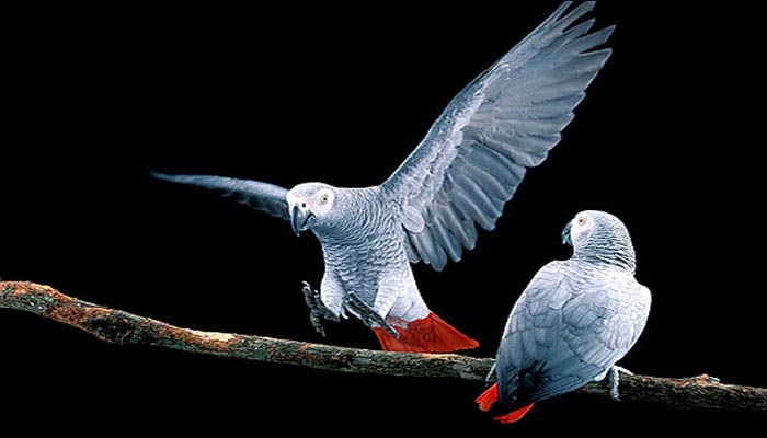 Vet African grey - Vẹt – những chú chim kiểng thông minh