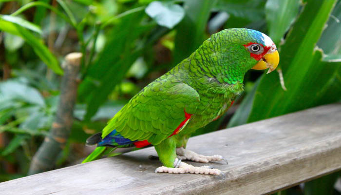 Vet amazon - Vẹt – những chú chim kiểng thông minh