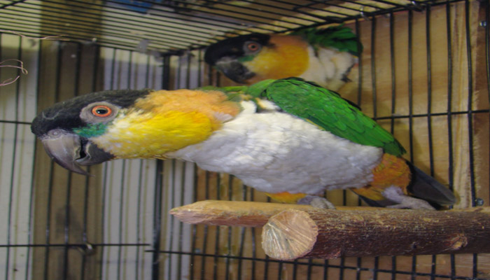 Vet caique - Vẹt – những chú chim kiểng thông minh
