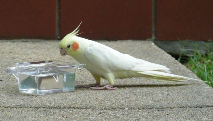 Vet cockatiel - Vẹt – những chú chim kiểng thông minh