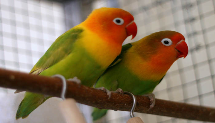 Vet lovebird - Vẹt – những chú chim kiểng thông minh