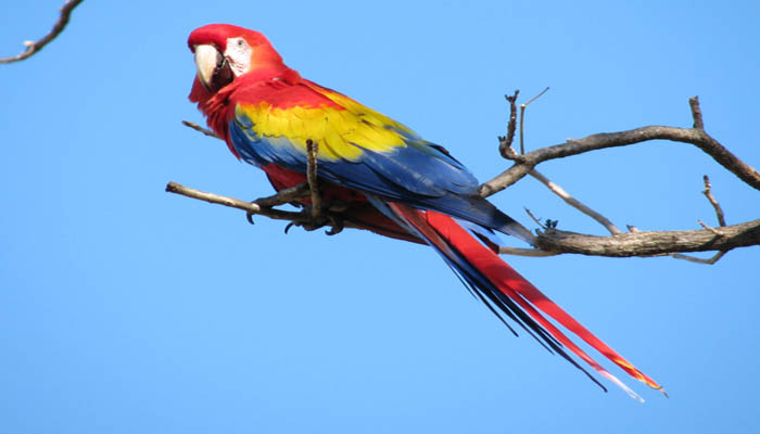Vet macaw - Vẹt – những chú chim kiểng thông minh