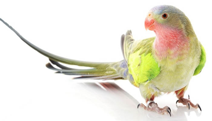 Vet parakeet - Vẹt – những chú chim kiểng thông minh