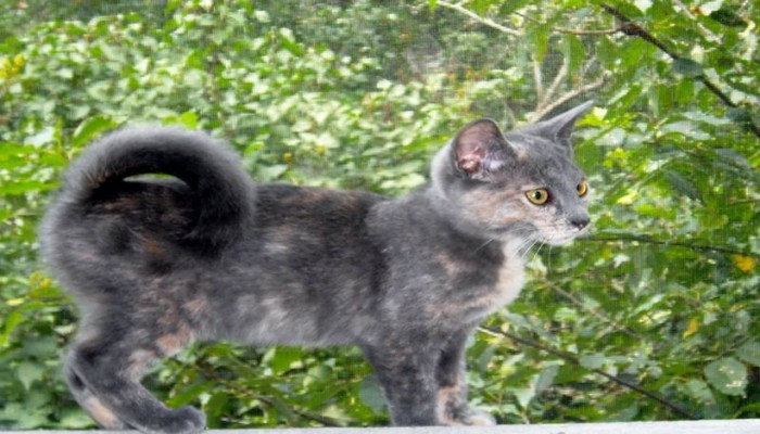 american ringtail cat 2 - Mèo American Ringtail - giống mèo với chiếc đuôi đặc biệt