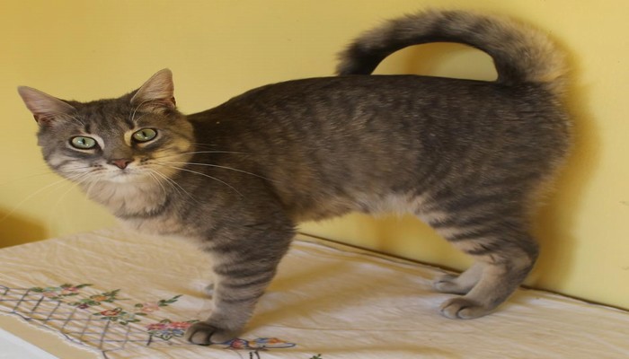 american ringtail cat 4 - Mèo American Ringtail - giống mèo với chiếc đuôi đặc biệt
