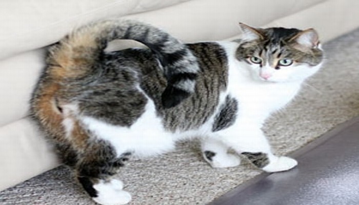 american ringtail cat 5 - Mèo American Ringtail - giống mèo với chiếc đuôi đặc biệt