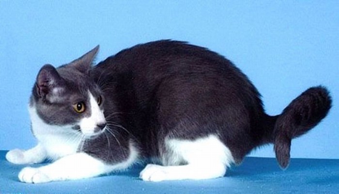 american ringtail cat 6 - Mèo American Ringtail - giống mèo với chiếc đuôi đặc biệt