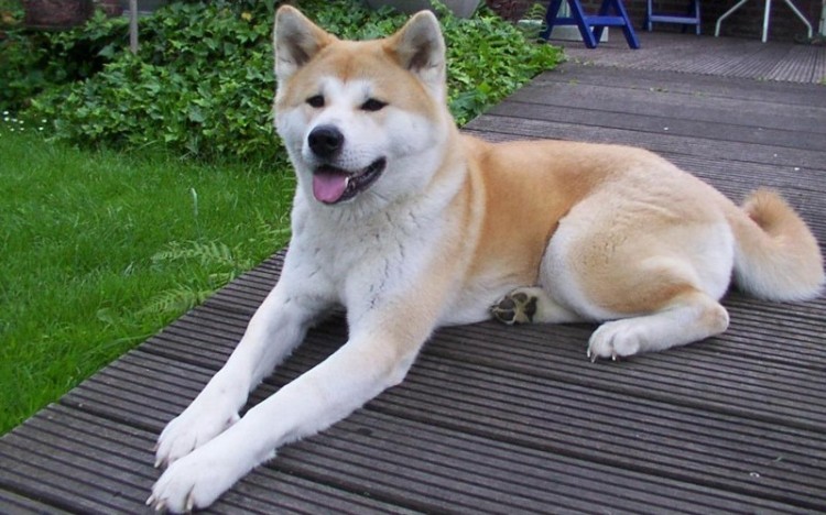 cho akita2 750x468 - Giống chó Akita Inu - quốc khuyển của Nhật Bản
