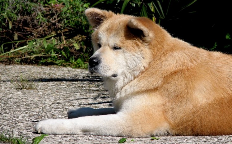 cho akita3 750x468 - Giống chó Akita Inu - quốc khuyển của Nhật Bản
