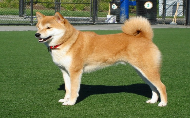cho akita5 750x468 - Giống chó Akita Inu - quốc khuyển của Nhật Bản