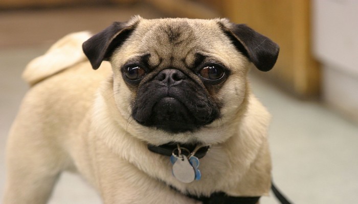 cho pug 12 - Chó Pug - tổng quan về giống chó có gương mặt biểu cảm