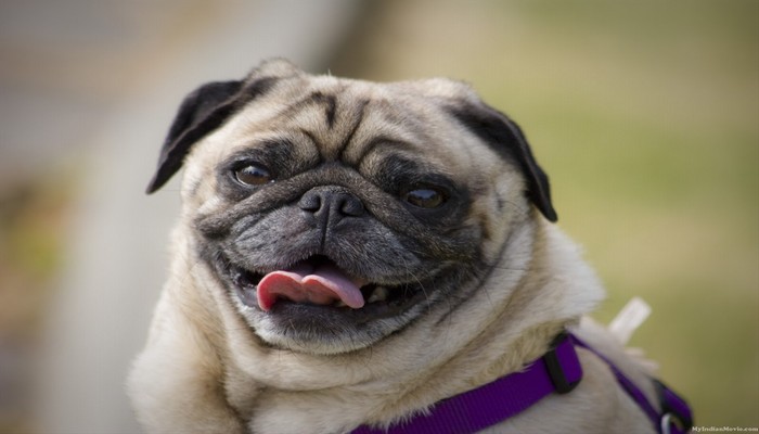 cho pug 7 - Chó Pug - tổng quan về giống chó có gương mặt biểu cảm
