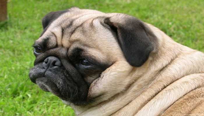 cho pug 8 - Chó Pug - tổng quan về giống chó có gương mặt biểu cảm