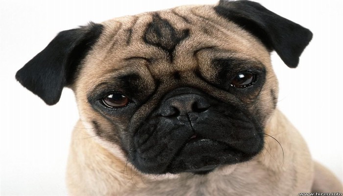 cho pug 9 - Chó Pug - tổng quan về giống chó có gương mặt biểu cảm