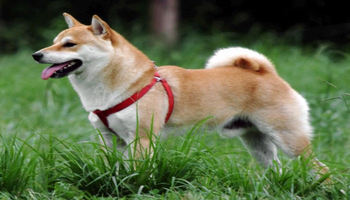 cho shiba inu 1 - Shiba Inu  - giống chó cổ nhỏ nhắn và thông minh của Nhật Bản