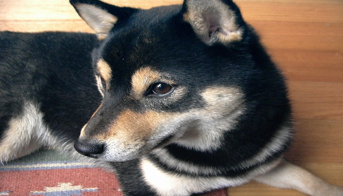 cho shiba inu 2 - Shiba Inu  - giống chó cổ nhỏ nhắn và thông minh của Nhật Bản