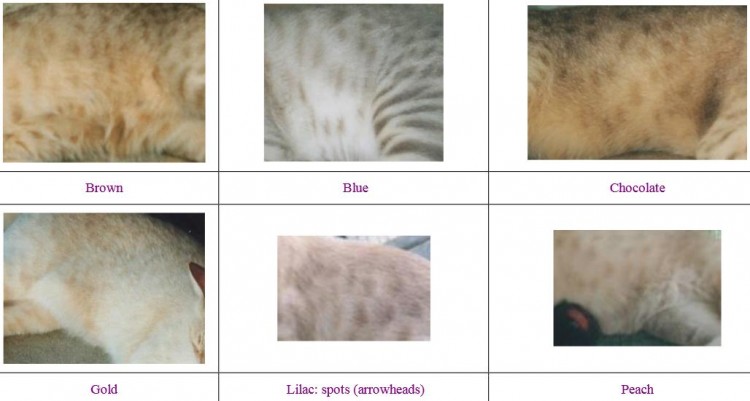 mau cua meo Uc 750x401 - Mèo Australian Mist - thông tin về giống loài, đặc điểm và cách chăm sóc