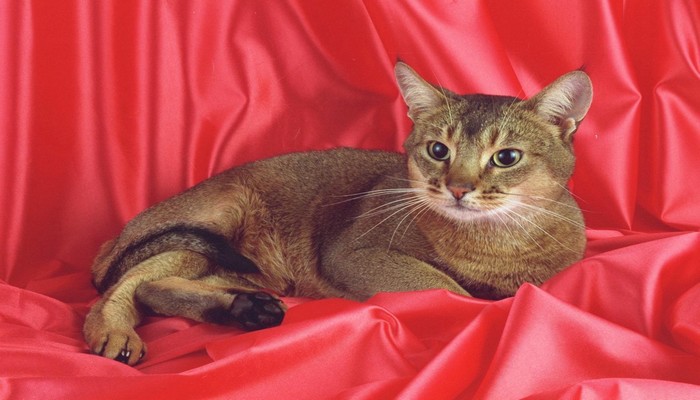 meo Abyssinian 1 - Giống mèo Abyssinian - đẹp, thông minh và hiểu người