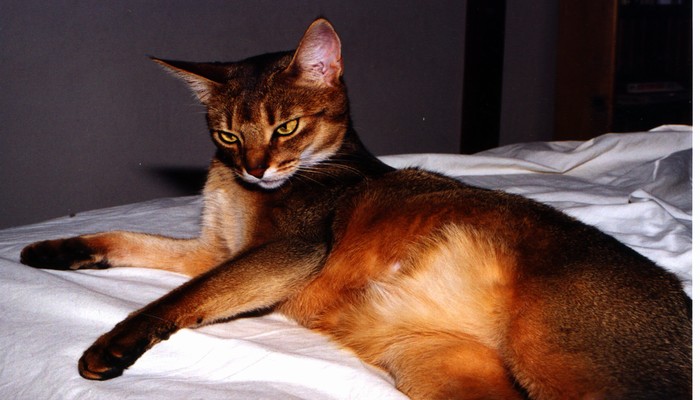meo Abyssinian 5 - Giống mèo Abyssinian - đẹp, thông minh và hiểu người