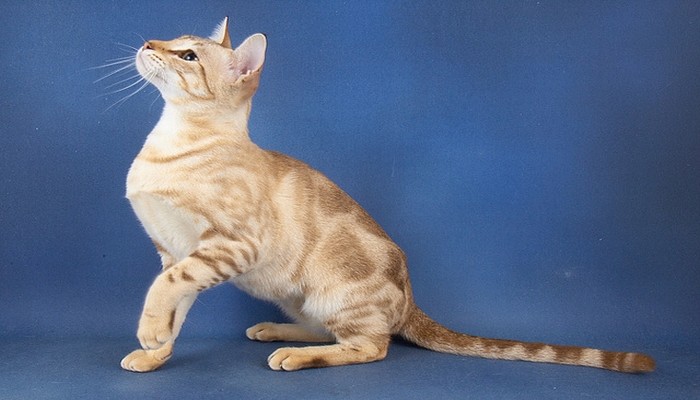 meo Australian Mist 4 - Mèo Australian Mist - thông tin về giống loài, đặc điểm và cách chăm sóc
