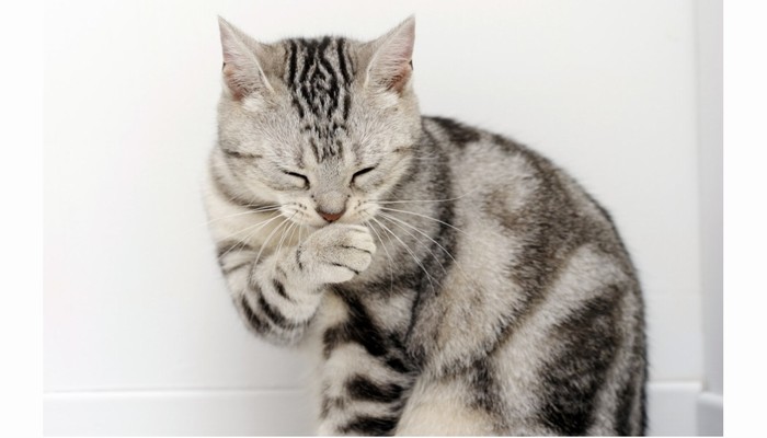 meo american wirehair 1 - Mèo American Wirehair - giống mèo có bộ lông kẽm thú vị