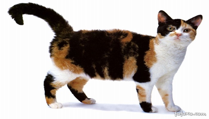 meo american wirehair 2 - Mèo American Wirehair - giống mèo có bộ lông kẽm thú vị