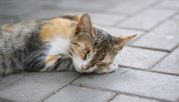 meo american wirehair 3 - Mèo American Wirehair - giống mèo có bộ lông kẽm thú vị