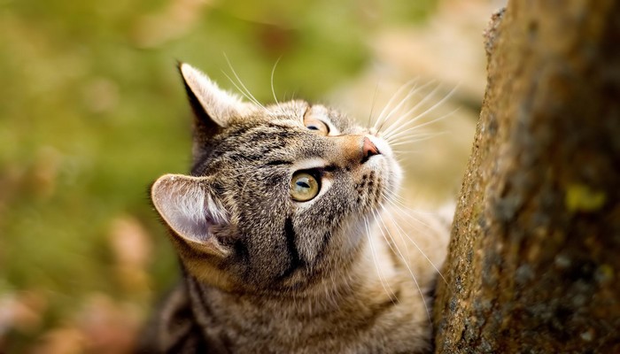 meo american wirehair 4 - Mèo American Wirehair - giống mèo có bộ lông kẽm thú vị