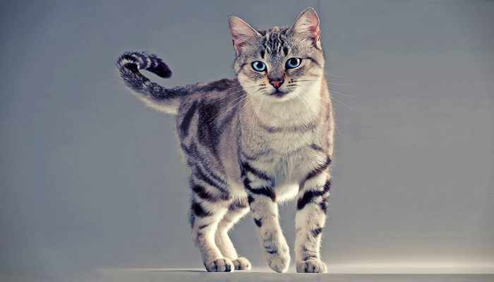 meo american wirehair 5 - Mèo American Wirehair - giống mèo có bộ lông kẽm thú vị