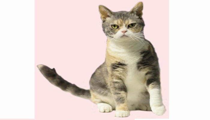meo american wirehair 7 - Mèo American Wirehair - giống mèo có bộ lông kẽm thú vị