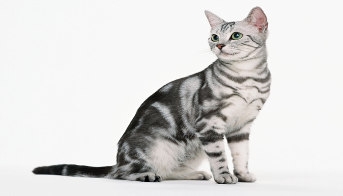 meo my long ngan 2 - Mèo Mỹ lông ngắn - American Shorthair