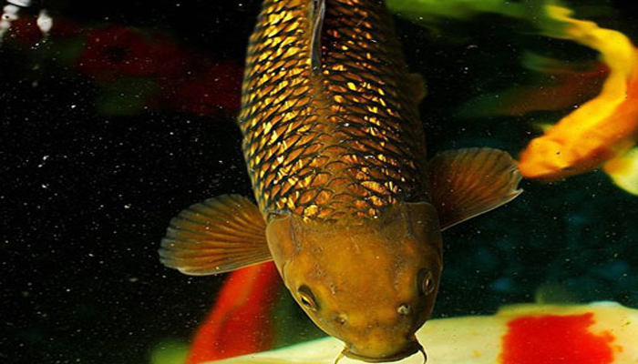Ca chep canh 5 - Cá chép cảnh – loại cá cảnh dung dị điềm đạm và dễ nuôi