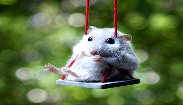 Chuot hamster 1 - Chuột Hamster – vật nuôi tí hon đáng yêu