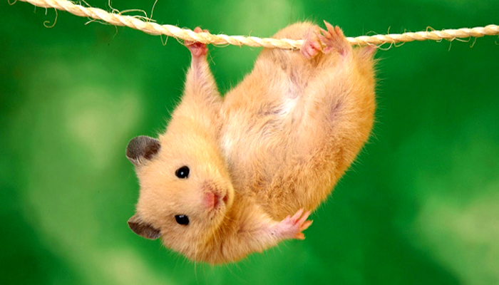 Chuot hamster 2 - Chuột Hamster – vật nuôi tí hon đáng yêu