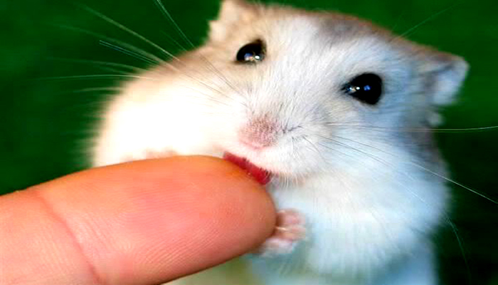 Chuot hamster 3 - Chuột Hamster – vật nuôi tí hon đáng yêu