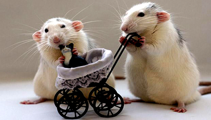 Chuot hamster 4 - Chuột Hamster – vật nuôi tí hon đáng yêu