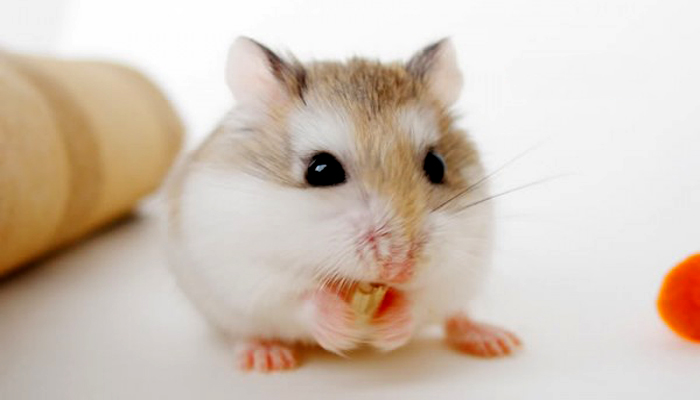 Chuot hamster 5 - Chuột Hamster – vật nuôi tí hon đáng yêu