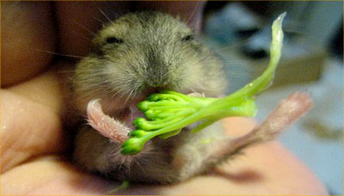 Chuot hamster 6 - Chuột Hamster – vật nuôi tí hon đáng yêu